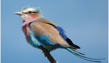 Lilac Breasted Roller