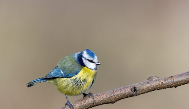 Posing Blue Tit