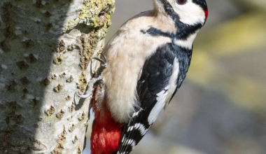 Woodpecker looking for a snack.