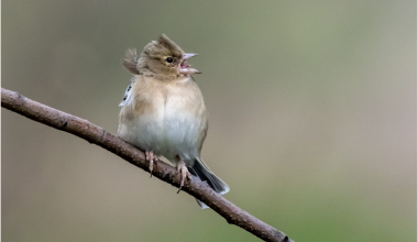 Female Chaffinch in full song.