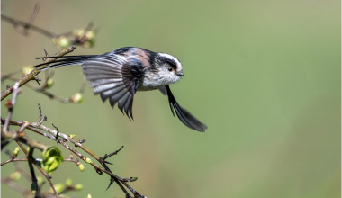 Long Tailed Tit just after take off.