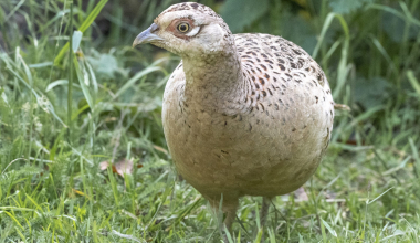 DSC9611.jpg-aa-Copy-scaled