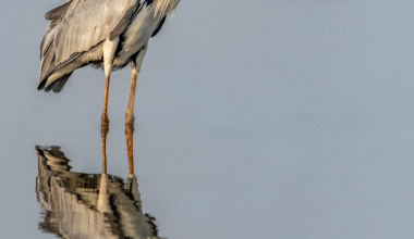 Heron ignoring the crocodile just behind him/her.