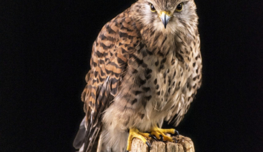 DSC_5360.jpg-aa-scaled