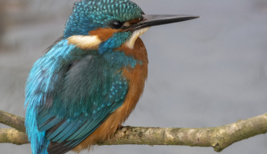 DSC_8977kngfisher3-scaled