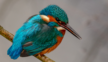 Kingfisher