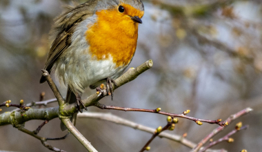 DSC_9483.jpg-aa-scaled